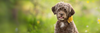 Mikki Jagger Dog Modeling Yellow Collar Flower by Moshi Blooms